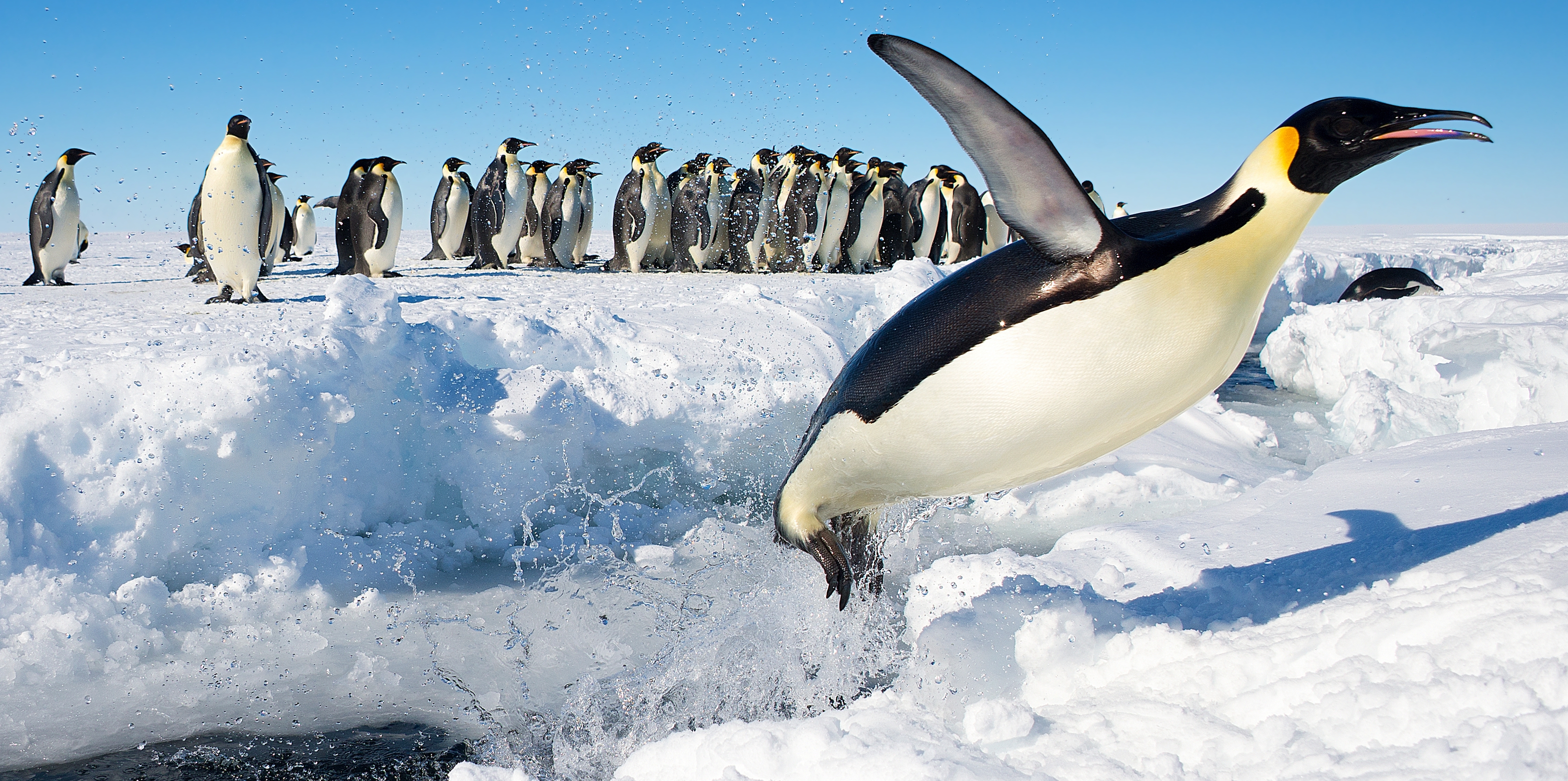 Penguin in Antarctica jumping out of the water. Credit: Christopher Michel